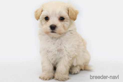 成約済の神奈川県のマルプー:マルチーズ×トイプードル-339322の2枚目